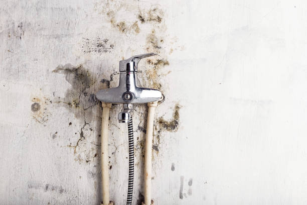 Best Fast Mold Removal  in East Los Angeles, CA