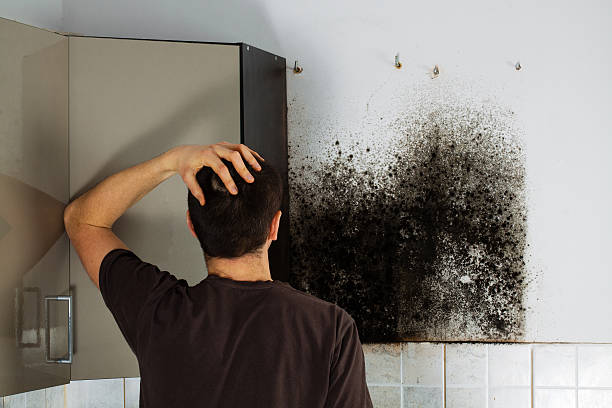 Best Professional Mold Removal  in East Los Angeles, CA