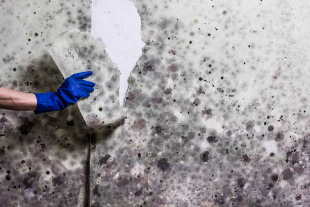 Best Home Mold Removal  in East Los Angeles, CA