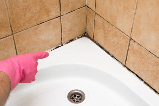  East Los Angeles, CA Mold Removal Pros