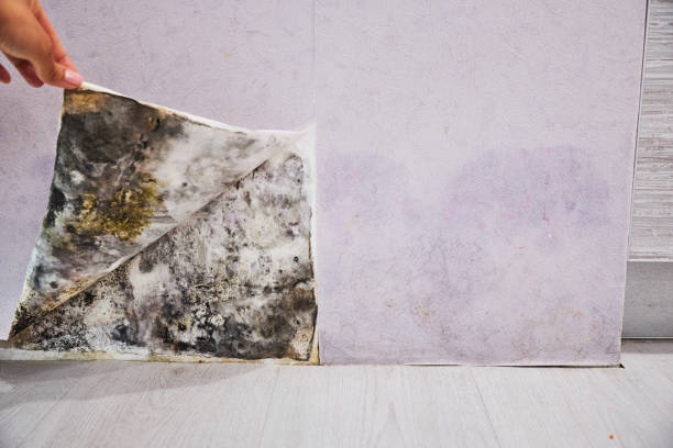 Best Best Mold Removal Companies  in East Los Angeles, CA